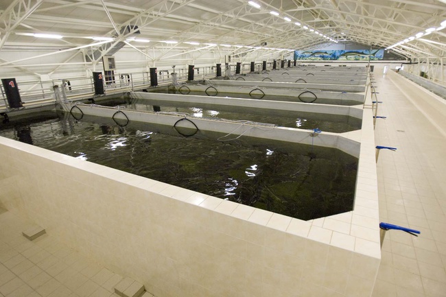 Икра чёрная