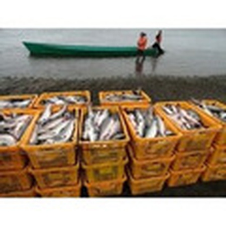 Sepet 79-83 l., gıdaya uygun, güçlendirilmiş delikli plastik