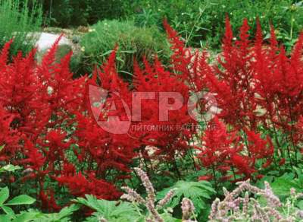 АСТИЛЬБА АРЕНДСА FANAL