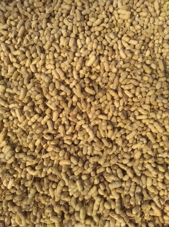 Арахис в скорлупе. Экспорт из Узбекистана