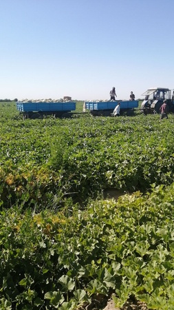 Ахуенная дыня 🍈 сушеная , свежий оба