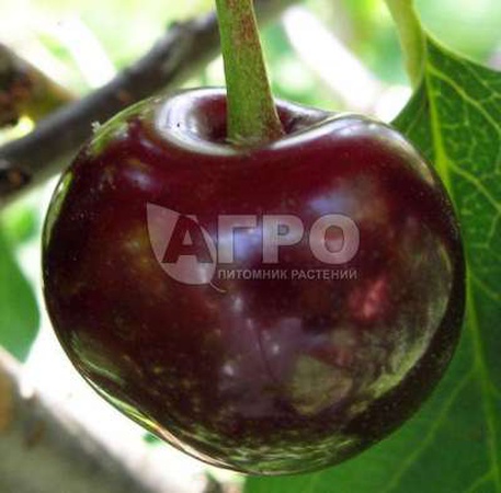 ВИШНЯ СОРТ ШОКОЛАДНИЦА