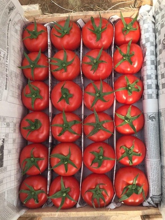 ОВОЩИ И ФРУКТЫ