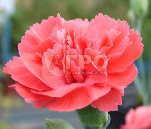 ГВОЗДИКА ПЕРИСТАЯ DIANA