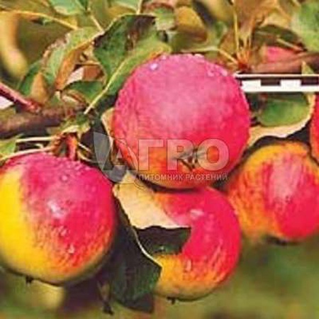 ЯБЛОНЯ СОРТ СВЕЖЕСТЬ