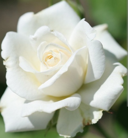 Саженцы голландских и английских сортов роз