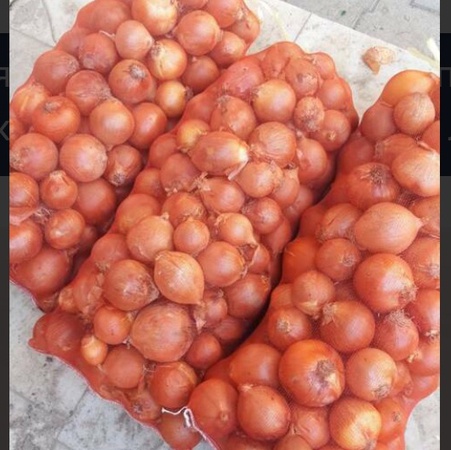 Лук репчатый