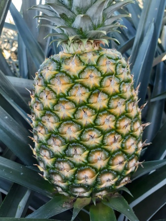 Ананас