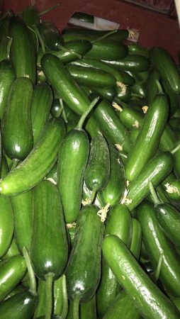 Alfa Cucumber from Turkey