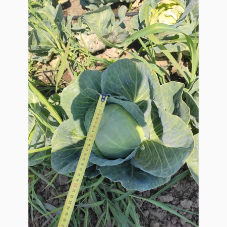 erken lahana sınıfı &quot;Eliza&quot;