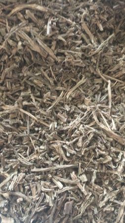 Cissus Quadrangularis (Pirandai / Hadjod)