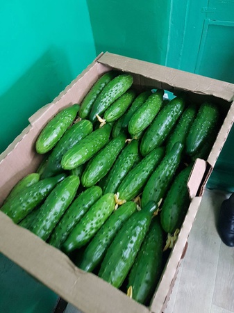 Тепличный Огурец Шипастый Средний Эстафета, Геракл, Атлет Оптом