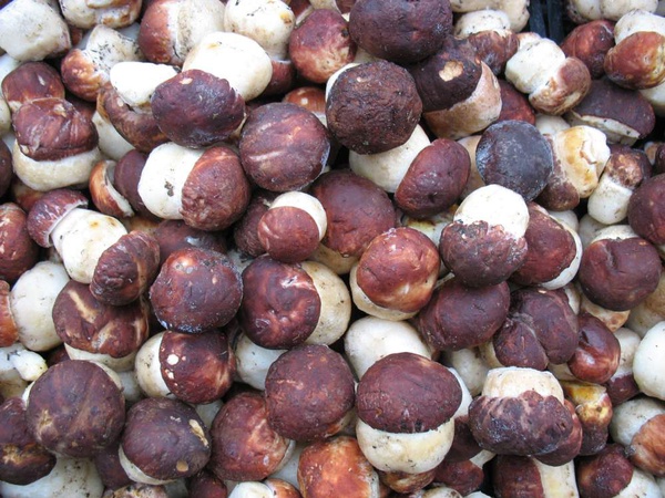 Белые грибы боровики Сибирские в маринаде (ХМАО-ЮГРА)