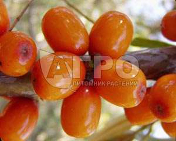 ОБЛЕПИХА СОРТ МАСЛЯНАЯ