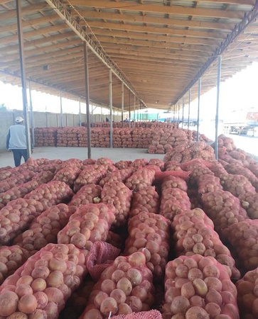 Bişkek&#39;te toptan Tacik taze soğan (Kırgızistan / Kırgızistan)