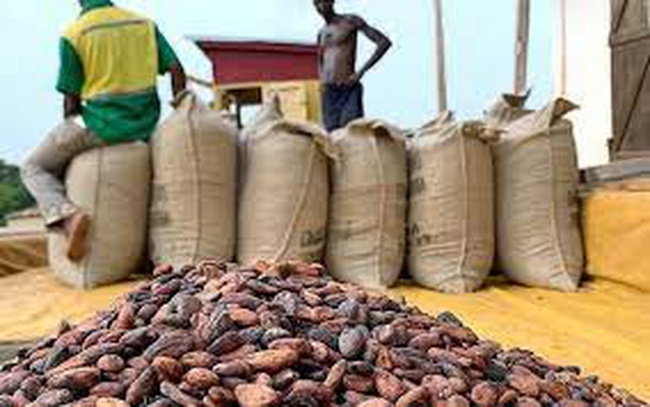 Какао-бобы - сушеные