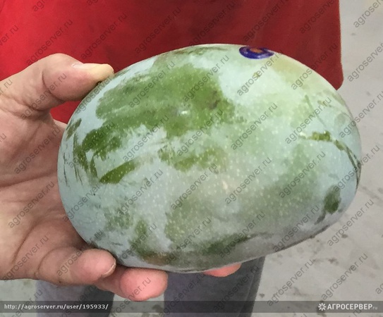 Манго зелёный сорт (Египет)