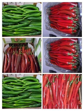 Свежие фрукты и овощи из Марокко