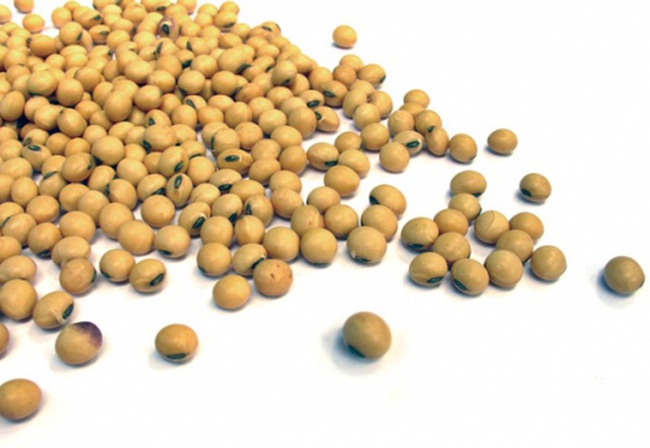 kolza tohumu ayçiçek yağı