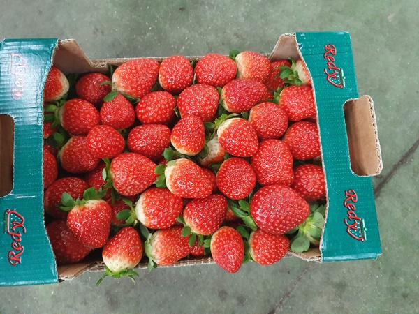 Клубника Клери из Турции