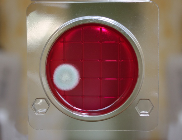 «Петритест» (подложка) на ОМЧ (общее микробное число)