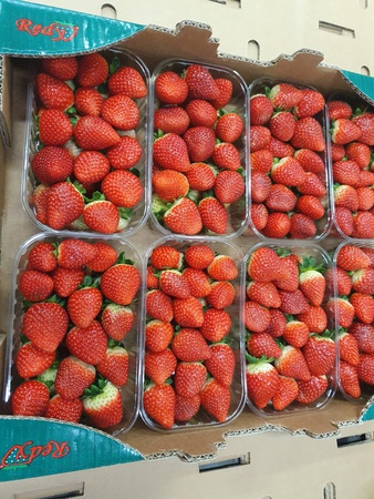 Клубника Клери из Турции