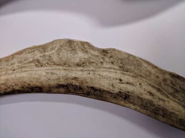 Рога северного оленя с нашей фермы свежие, сухие, мохнатые, цельные и всех размеров