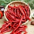 Dry Red Chilli  ​