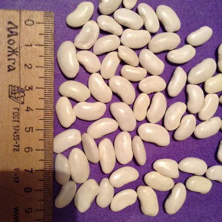 Фасоль белая сорт "Лопатка"