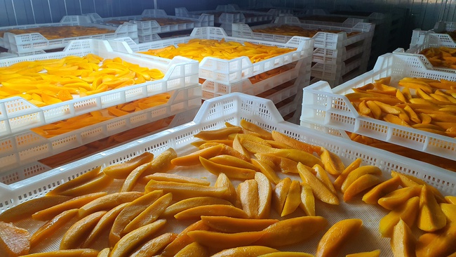 Kurutulmuş Mango. OLMISH fabrikalarından kurutulmuş meyveler