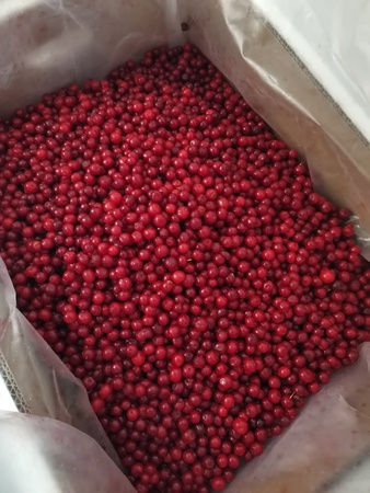 Красника ягода