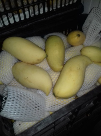 Манго сорт Катчу (Вьетнам)