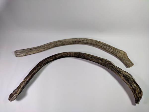 Рога северного оленя с нашей фермы свежие, сухие, мохнатые, цельные и всех размеров