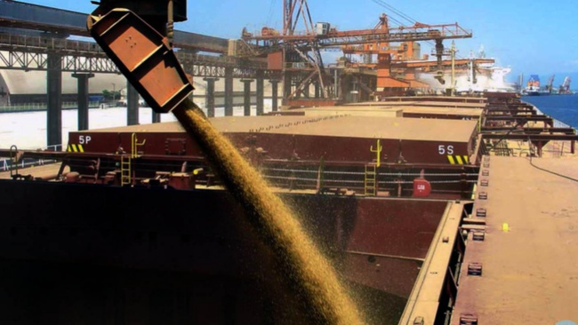 Wheat  grain from Russia big bulk