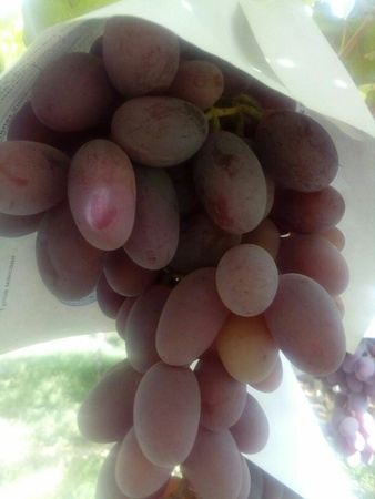 Üzüm Özbekistan Toptan