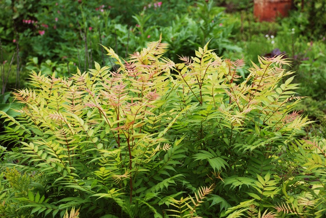 Рябинник рябинолистный «Сэм»