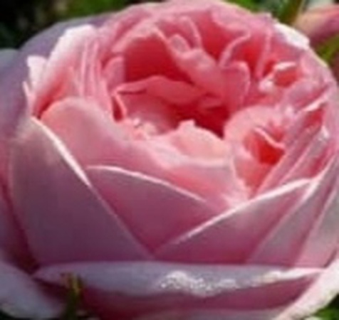 Саженцы роз