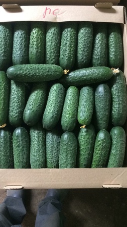 Короткоплодный тепличный огурец Оптом