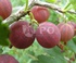Gooseberry MUSKAT VARIETY
