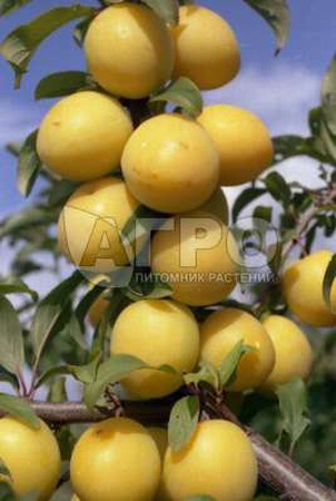 АЛЫЧА СОРТ ГЕК