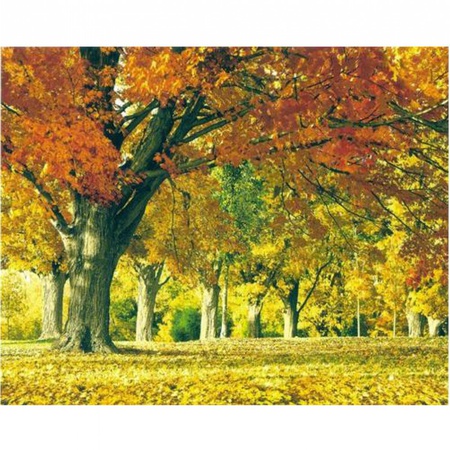 Золотые клены /3 полосы