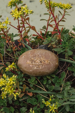 Natural soap "Honey"