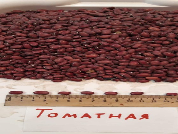 Фасоль томатная