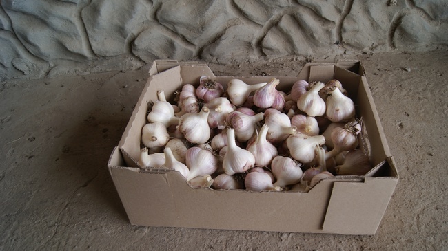 Чеснок Херсонский - высококачественный, эксклюзивный сорт "Любаша Таврическая"