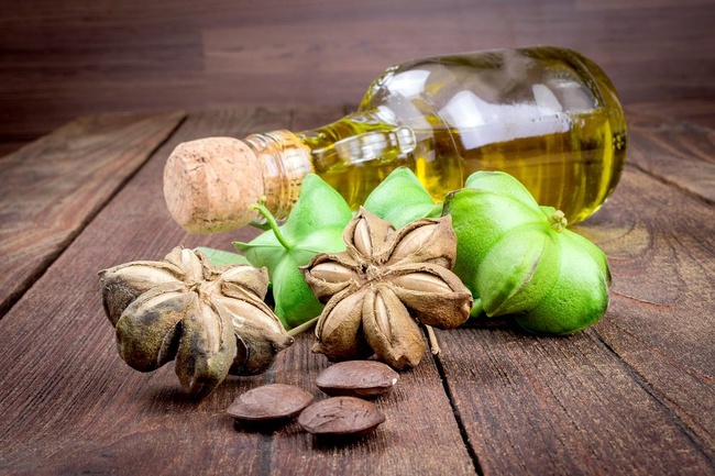 100% масло Сача Инчи нерафинированное Сача Инчи (Plukenetia Volúbilis Linneo)