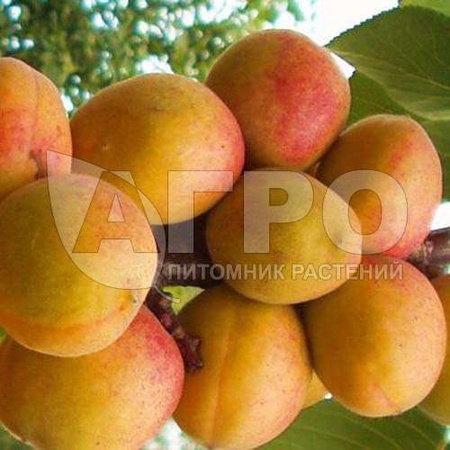 АБРИКОС СОРТ СЛАВА СЕВЕРА