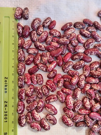 Фасоль королевская