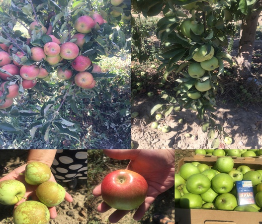 Яблоки оптом от производителя в Крыму