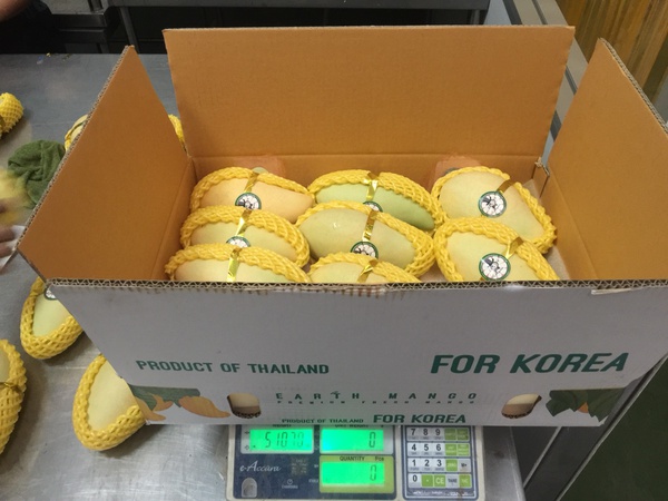 Манго Тайланда Нам Док Май