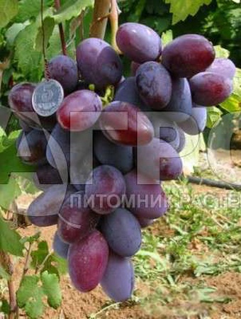 ВИНОГРАД СОРТ АТАМАН